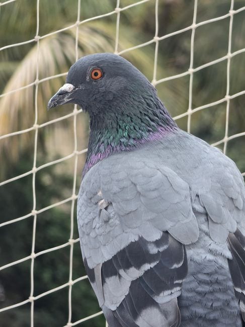 bird net for balcony