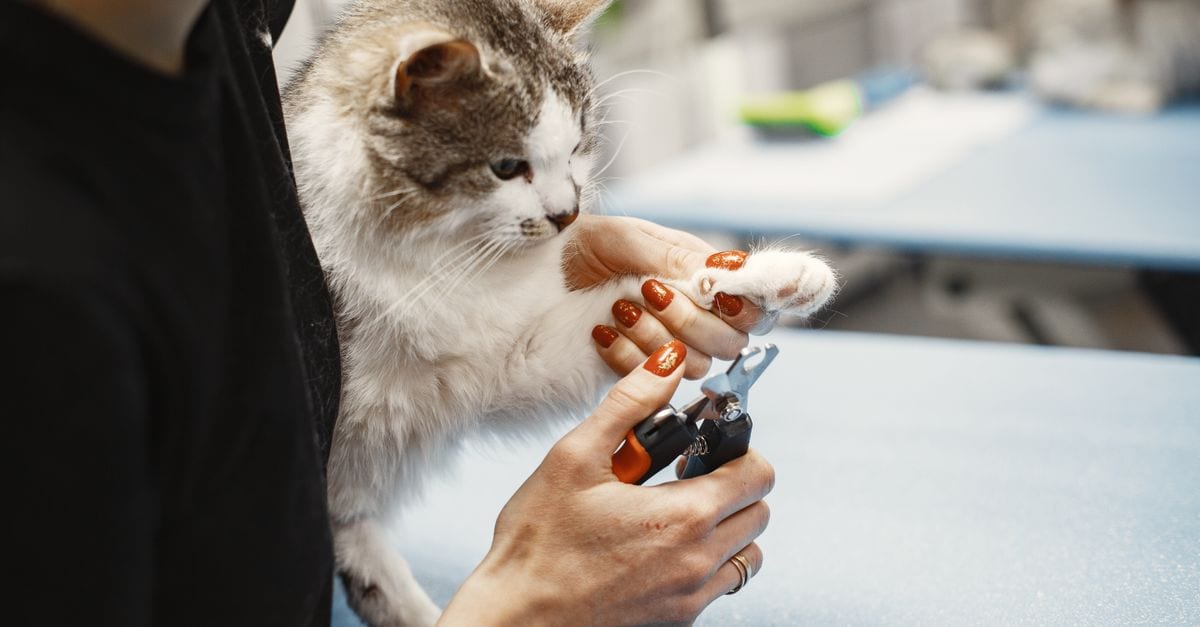 Close-up of a woman trimming a cat's claw using nail clippers at home.